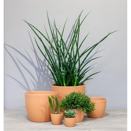 Pot Boule - D8/H6cm Terra - afbeelding 2