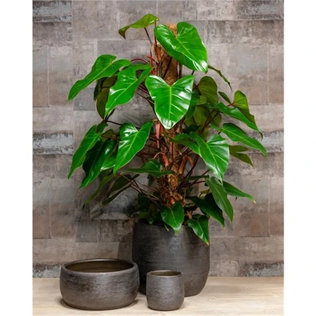Pot Mira Industrieel Zwart - H 27 x D 29 cm - afbeelding 2