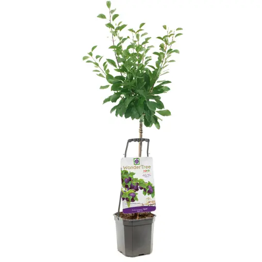 Pruimenboom 'Opal' - afbeelding 1