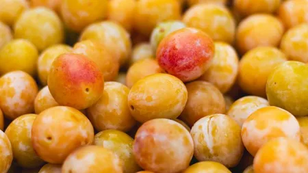 Pruimenboom 'Reine Claude D'Oullins' - afbeelding 2