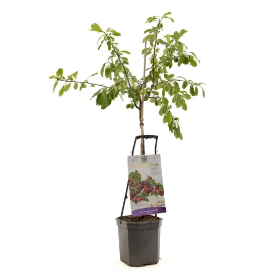 Pruimenboom 'Victoria' - afbeelding 1