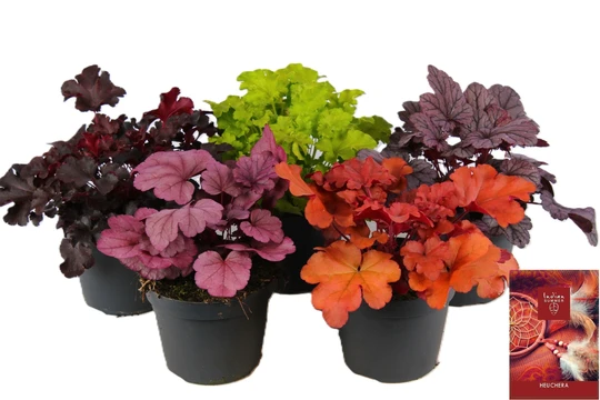 Purperklokje - Mix - P15cm