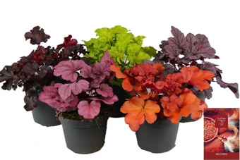 Purperklokje - Mix - P15cm