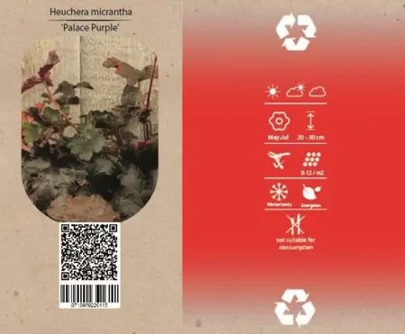Purperklokje - P9cm - afbeelding 2