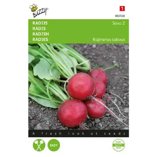 Radijs 'Saxa 2' - afbeelding 1