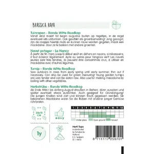 Rapen - Ronde Witte Roodkop (Nancy) - afbeelding 2