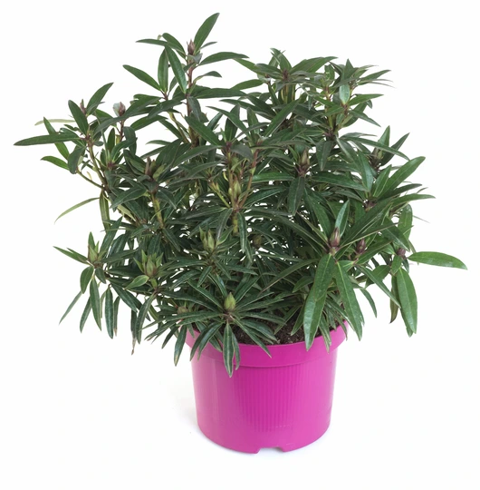 Rhododendron Ponticum 'Graziella' - afbeelding 1