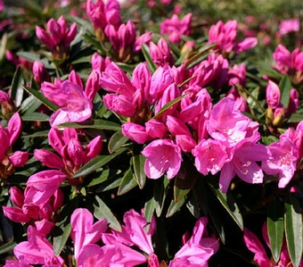 Rhododendron Ponticum 'Graziella' - afbeelding 1