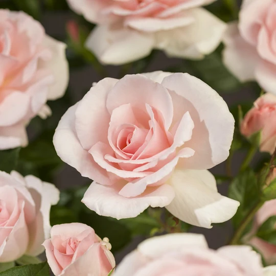 Roos 'A Whiter Shade of Pale'® - afbeelding 3