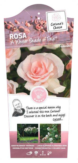 Roos 'A Whiter Shade of Pale'® - afbeelding 1