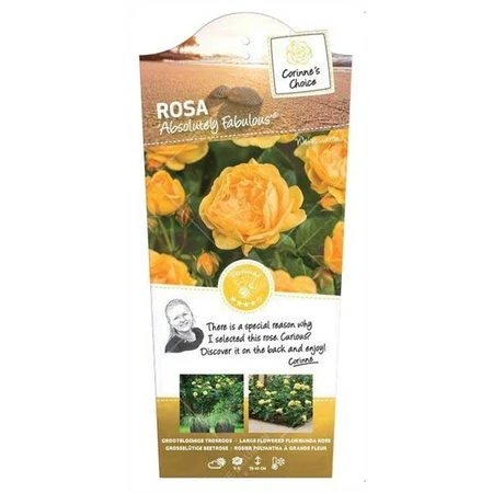 Roos 'Absolutely Fabulous'® - afbeelding 1