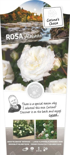 Roos 'Alabaster'® - afbeelding 1