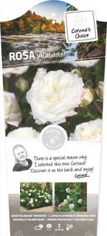 Roos 'Alabaster'® - afbeelding 1