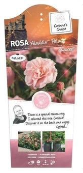 Roos 'Aladdin'™ Palace® - afbeelding 1
