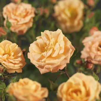 Roos 'Apricot Clementine'® - afbeelding 4
