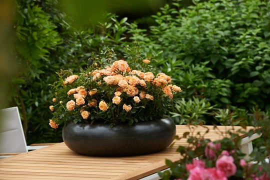 Roos 'Apricot Clementine'® - afbeelding 5