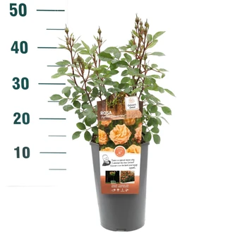 Roos 'Apricot Clementine'® - afbeelding 2
