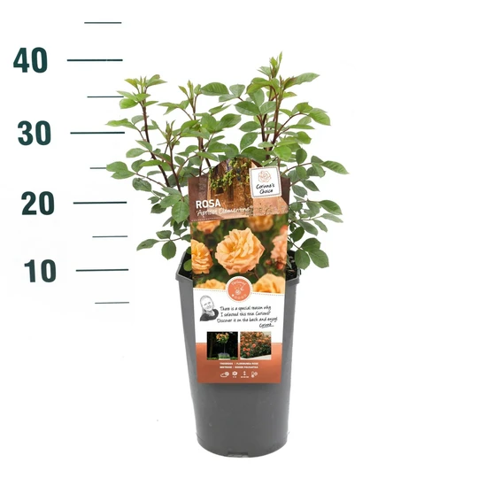 Roos 'Apricot Clementine'® - afbeelding 3