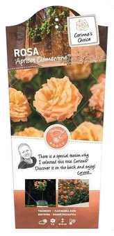 Roos 'Apricot Clementine'® - afbeelding 1