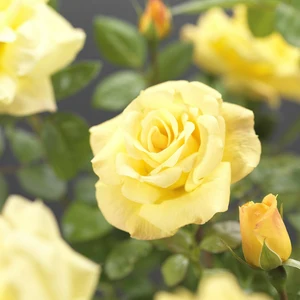 Roos 'Arthur Bell' - afbeelding 3