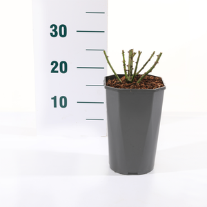 Roos 'Arthur Bell' - afbeelding 2