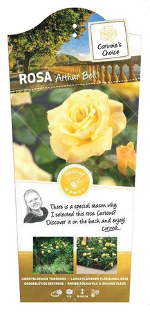 Roos 'Arthur Bell' - afbeelding 1