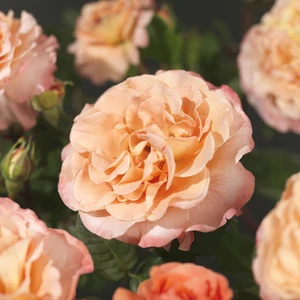 Roos 'Auguste Luise' - afbeelding 2