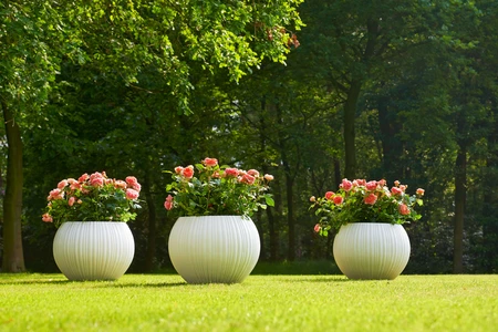 Roos 'Auguste Luise' - afbeelding 3