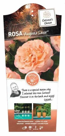 Roos 'Auguste Luise' - afbeelding 1