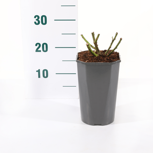 Roos 'Bonica'® - afbeelding 2