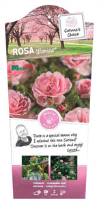 Roos 'Bonica'® - afbeelding 1