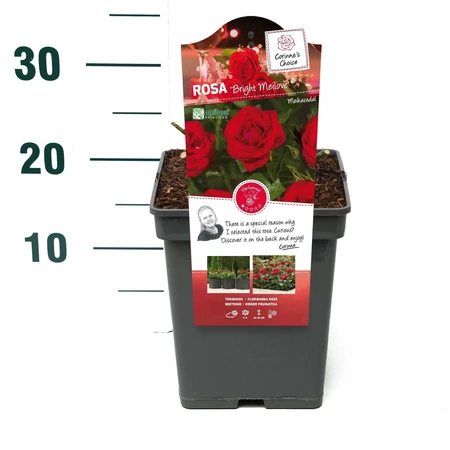 Roos 'Bright Meilove'® - afbeelding 2