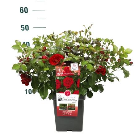 Roos 'Bright Meilove'® - afbeelding 3