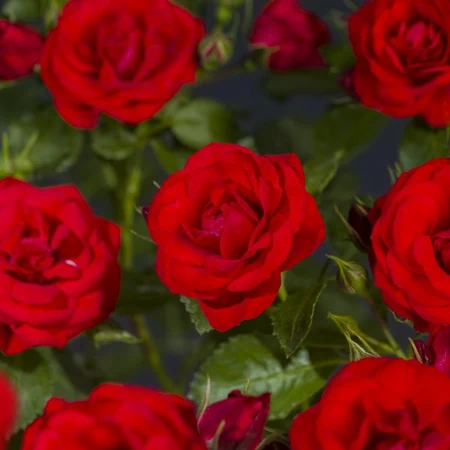 Roos 'Bright Meilove'® - afbeelding 5