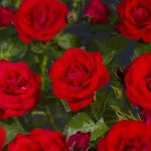 Roos 'Bright Meilove'® - afbeelding 5