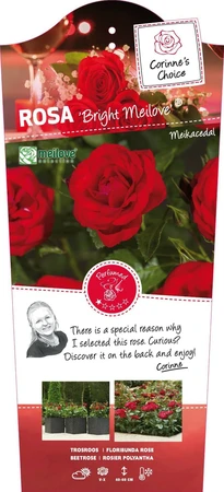 Roos 'Bright Meilove'® - afbeelding 1