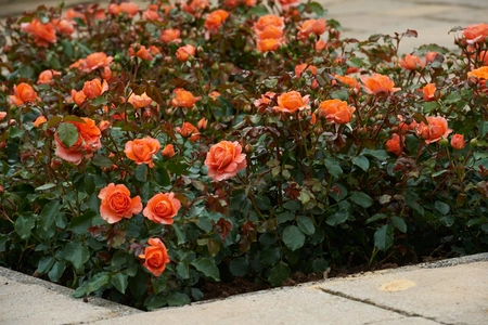 Roos 'Chippendale'® - afbeelding 4