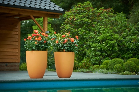 Roos 'Chippendale'® - afbeelding 3