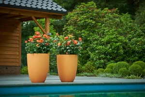 Roos 'Chippendale'® - afbeelding 3