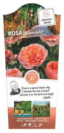 Roos 'Chippendale'® - afbeelding 1