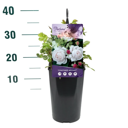 Roos 'Constanze Mozart'® - afbeelding 2