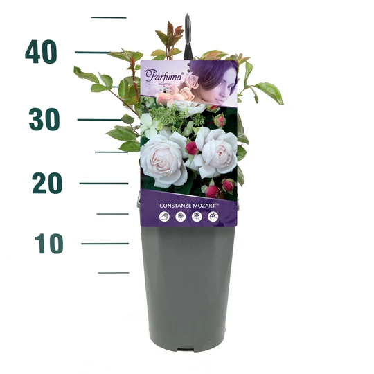 Roos 'Constanze Mozart'® - afbeelding 3