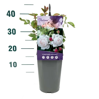 Roos 'Constanze Mozart'® - afbeelding 3