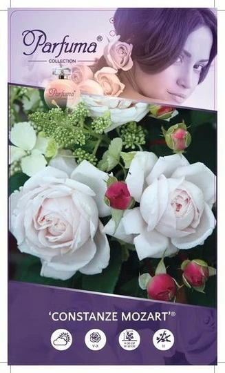 Roos 'Constanze Mozart'® - afbeelding 1