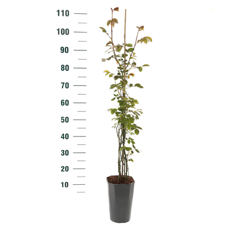 Roos 'Coral Dawn'® - afbeelding 2