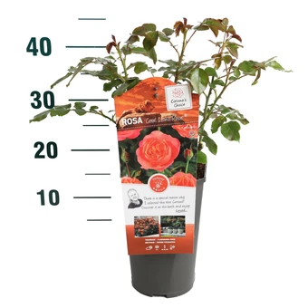 Roos 'Coral Lions Rose'® - afbeelding 3
