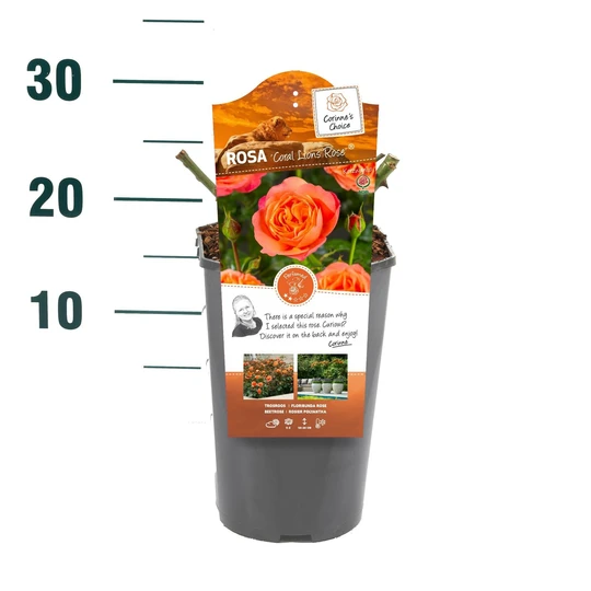 Roos 'Coral Lions Rose'® - afbeelding 2
