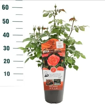 Roos 'Coral Lions Rose'® - afbeelding 4