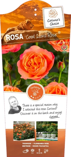 Roos 'Coral Lions Rose'® - afbeelding 1