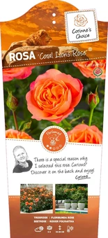 Roos 'Coral Lions Rose'® - afbeelding 1